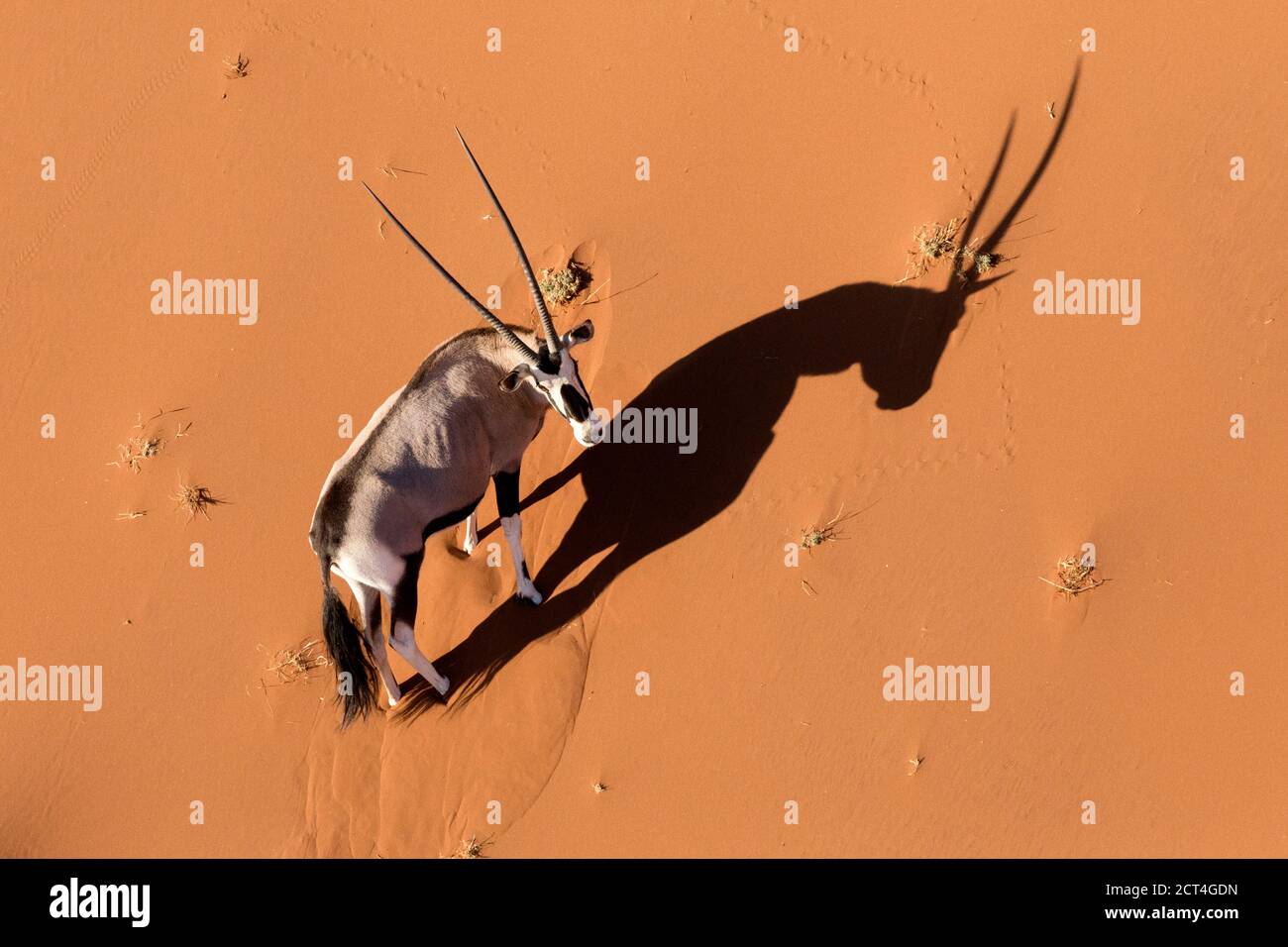 An Oryx or Gemsbok in Sossusvlei, Namibia. Stock Photo