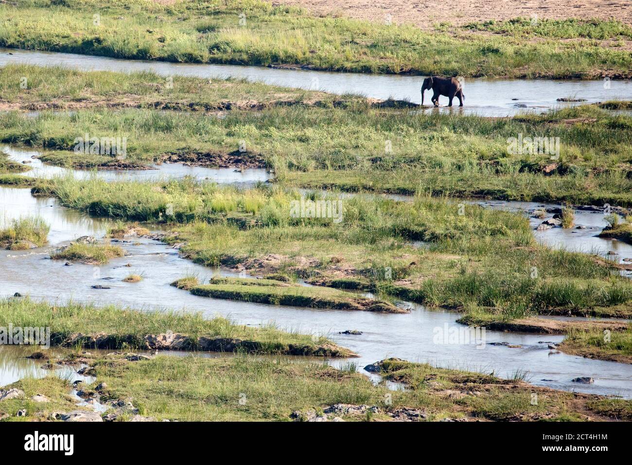 Elephants crossing a river in Kruger National Park, South Africa. Stock Photo
