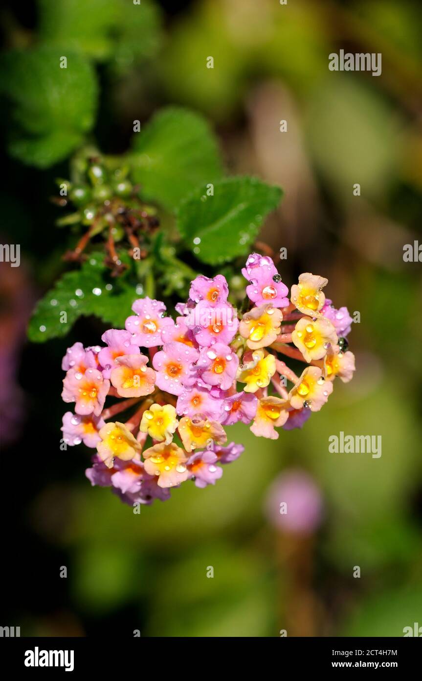 Verbena lantana hires stock photography and images Alamy