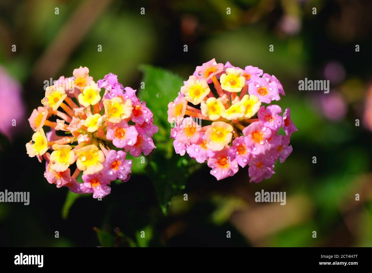 Invasive lantana hires stock photography and images Alamy