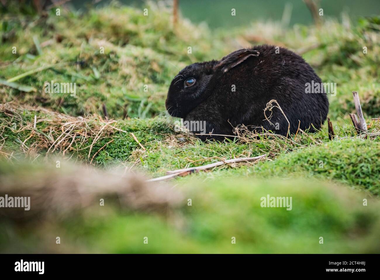 Skomer Rabbits Black rabbit, Skomer Island, Pembrokeshire Coast National Park, Wales ...