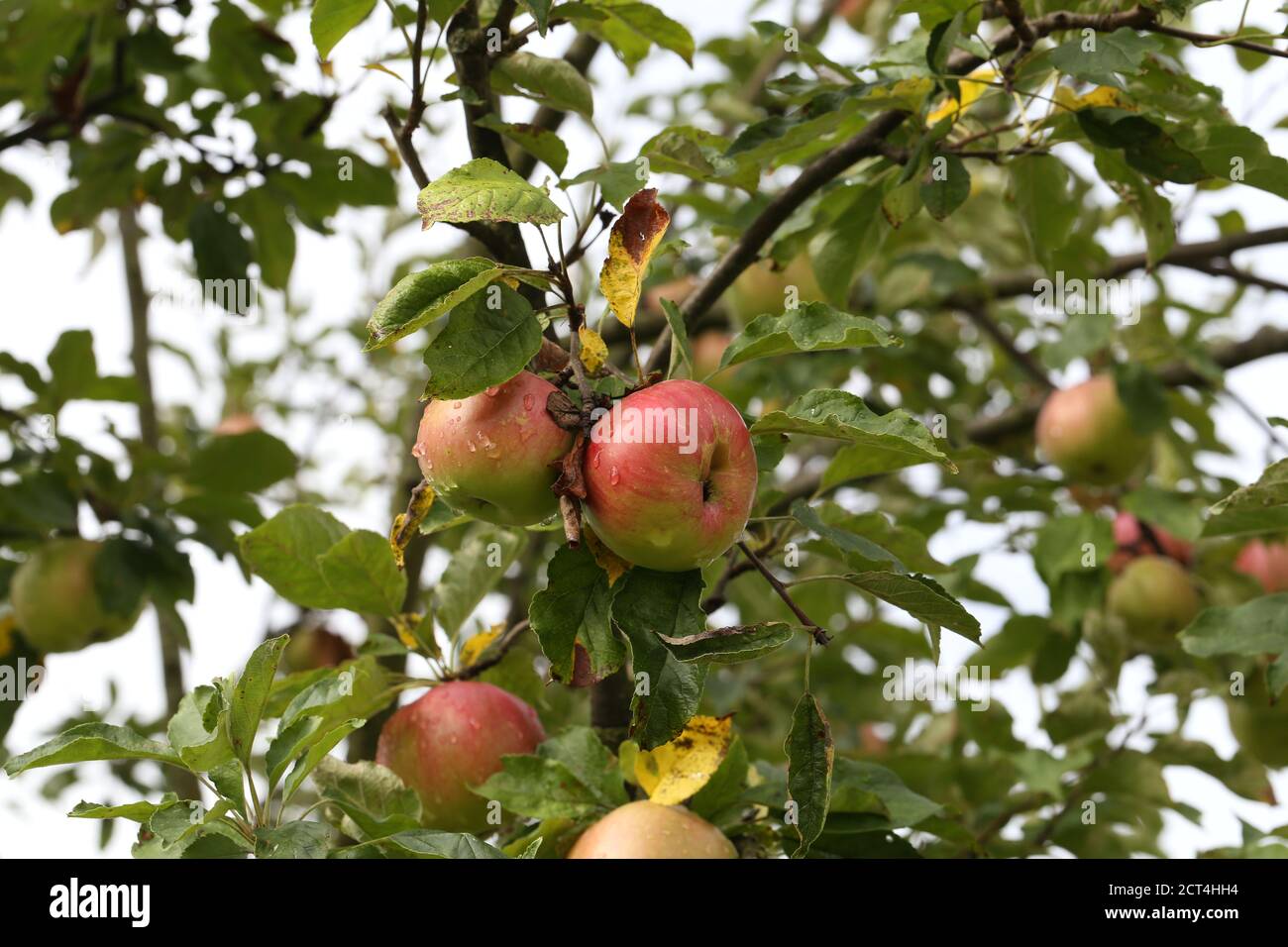red apples ripen on tree branches in the garden Stock Photo - Alamy