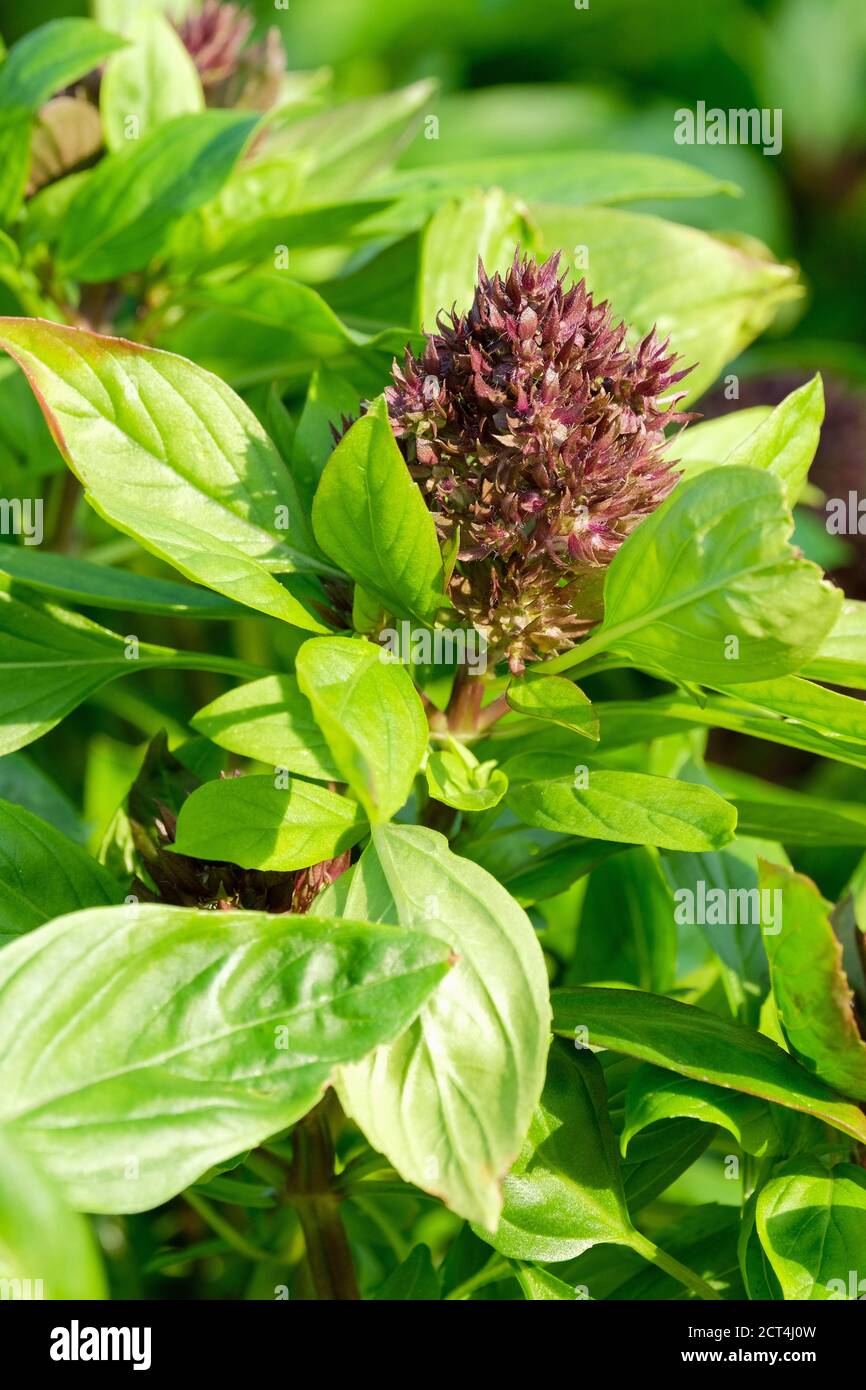 Ocimum basilicum 'Siam Queen', Thai basil 'Siam Queen', Siam Queen Basil. Tropical basil. Oriental herb used in Thai cooking. Flowering herb Stock Photo