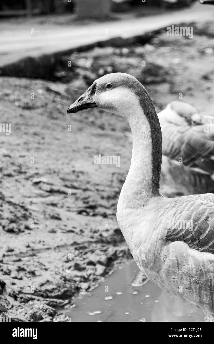 Domestic Indian goose relaxing in the poultry farm Stock Photo