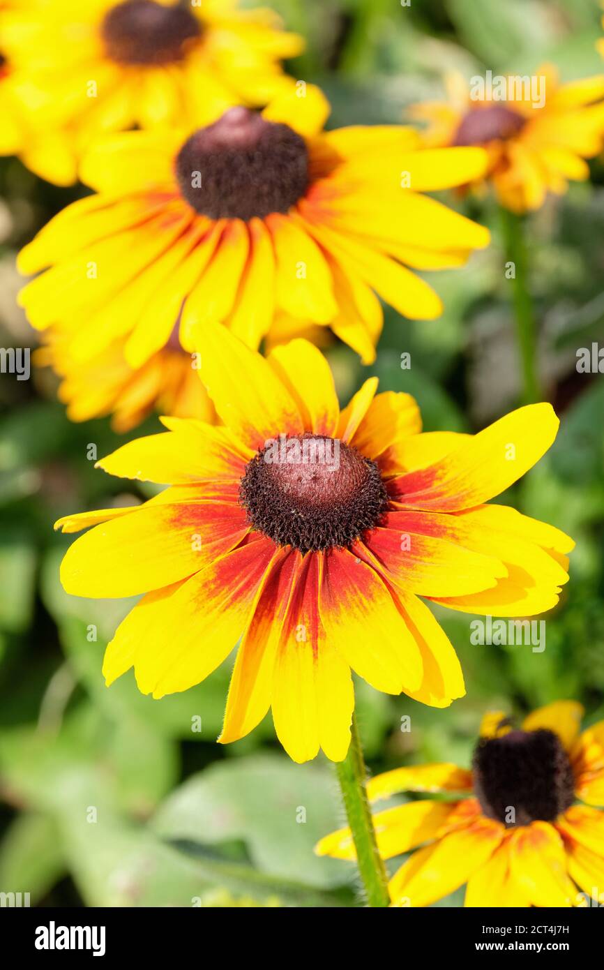 Rudbeckia 'SmileyZ Brilliant'. Black-eyed Susan 'SmileyZ Brilliant'. Gloriosa Daisy 'SmileyZ Brilliant'. Yellow flowers with orange-red central region Stock Photo