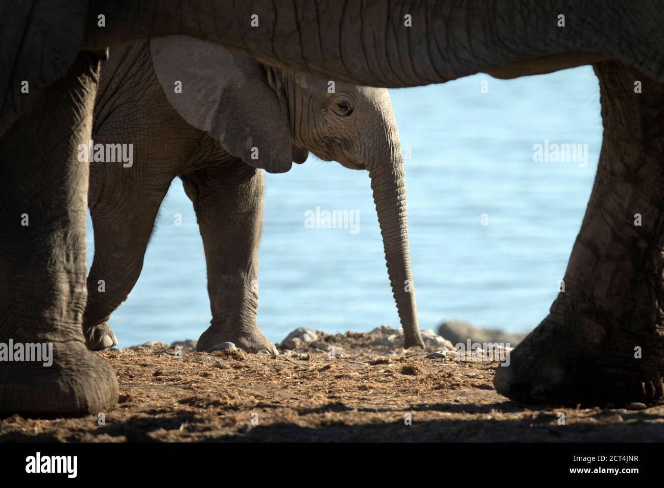 An elephant calf in Etosha National Park, Namibia. Stock Photo