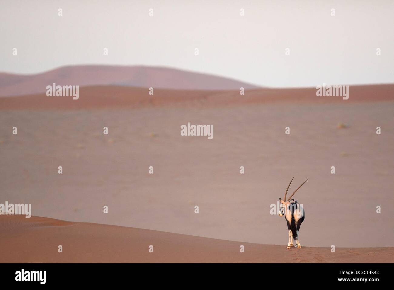 A lone Oryx ( Gemsbok ) in the Naukluft National Park, Namibia. Stock Photo