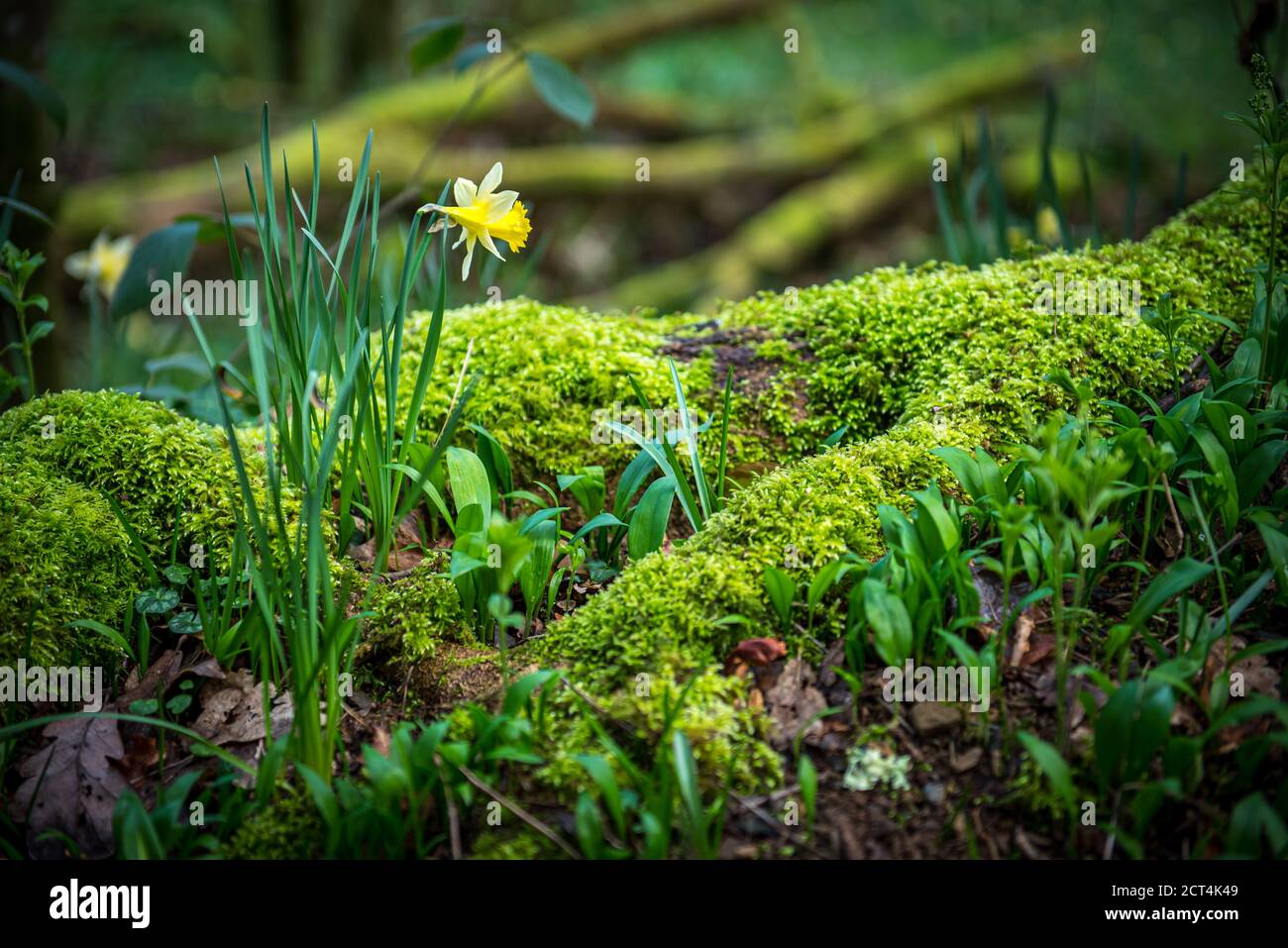Famous early spring Wild Daffodils in Dunsford Wood, Devon, United Kingdom Stock Photo