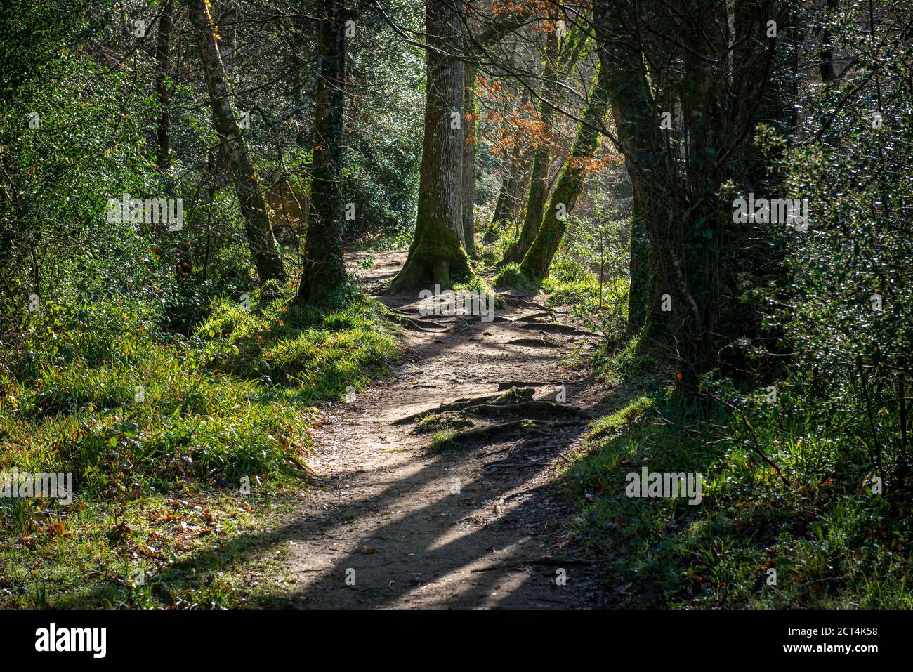 Woodland walk, Dunsford, Devon, England Stock Photo