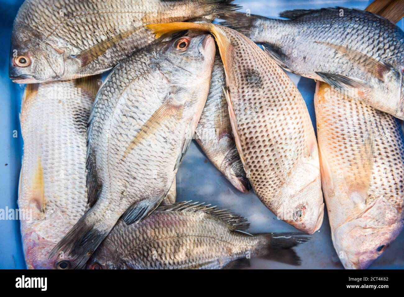 Fish for sale at a seafood restaurant at Galgibag Beach, South Goa, India Stock Photo Alamy