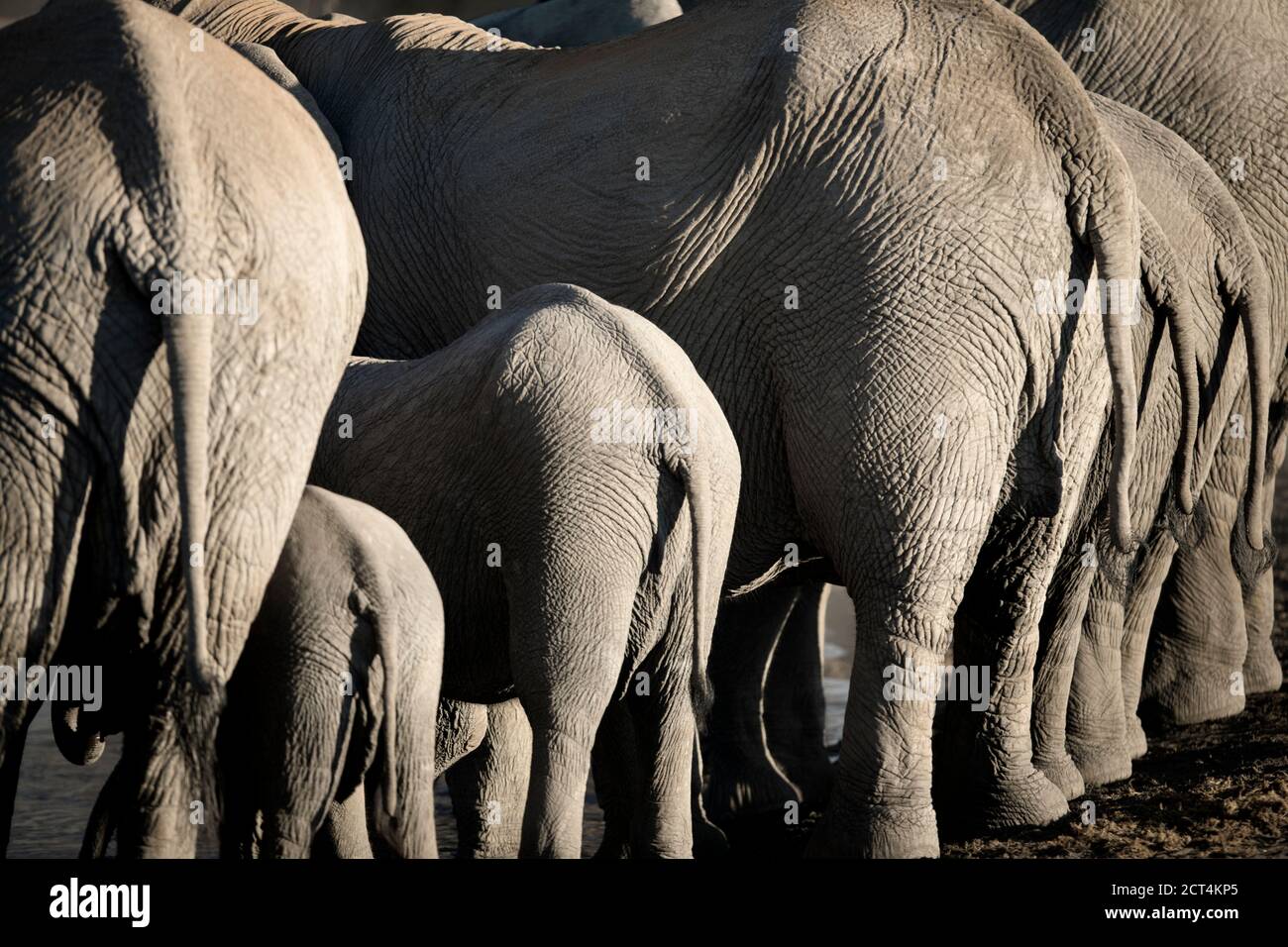 A young Elephant and protective herd in Etosha National Park, Namibia. Stock Photo