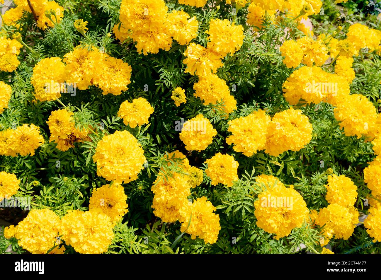 Marigolds (Tagetes erecta, Mexican marigold, Aztec marigold, African marigold). Stock Photo