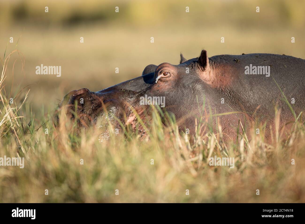 A hippo sleeps in the grass in Chobe National Park, Kasane, Botswana. Stock Photo