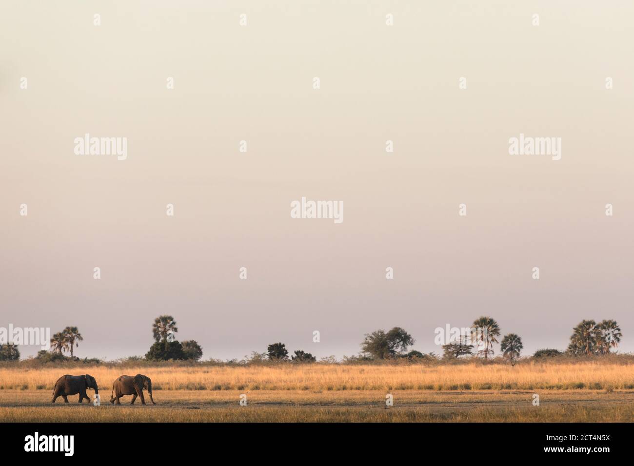 Elephants in the Okavango Delta. Stock Photo