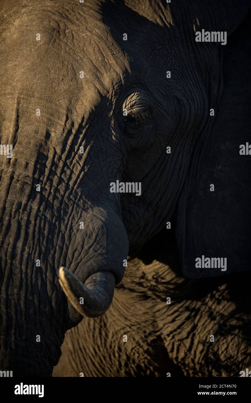 The eyes and tusk of a large elephant in Chobe National Park, Kasane, Botswana Stock Photo