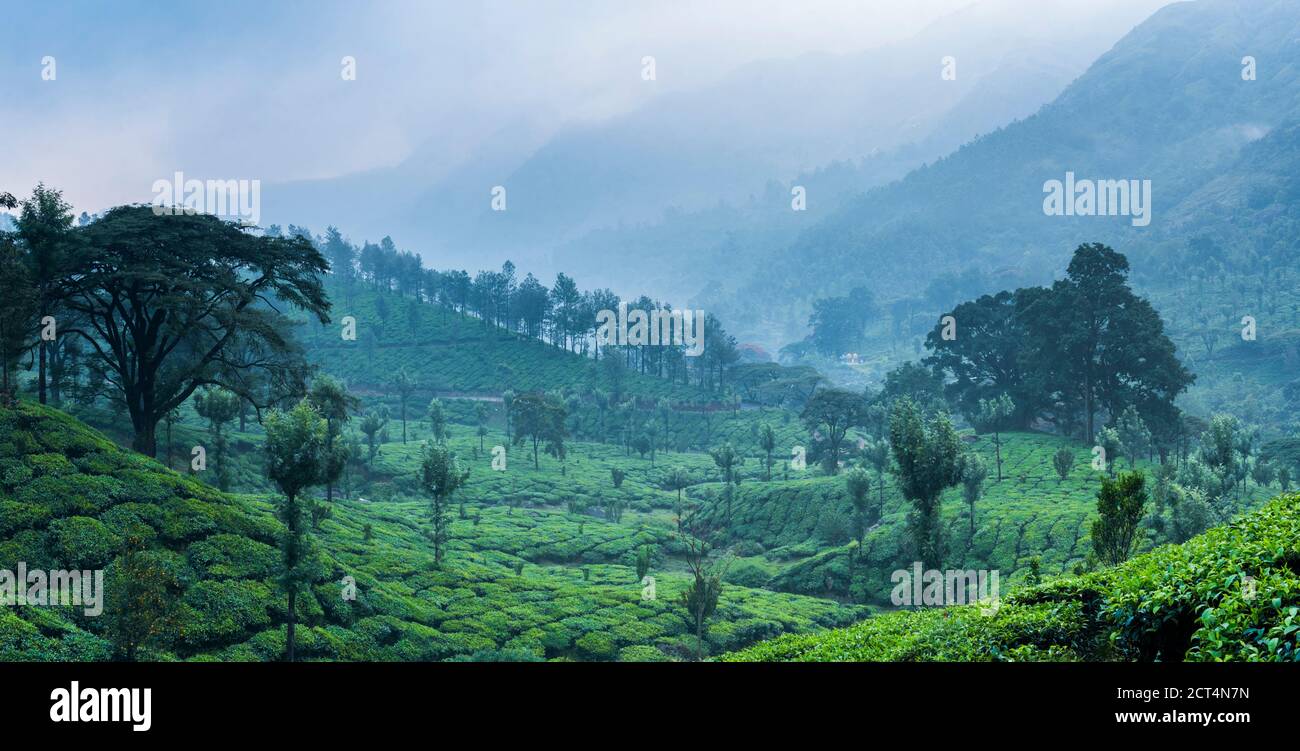 Misty tea plantations landscape near Munnar in the Western Ghats Mountains, Kerala, India Stock Photo