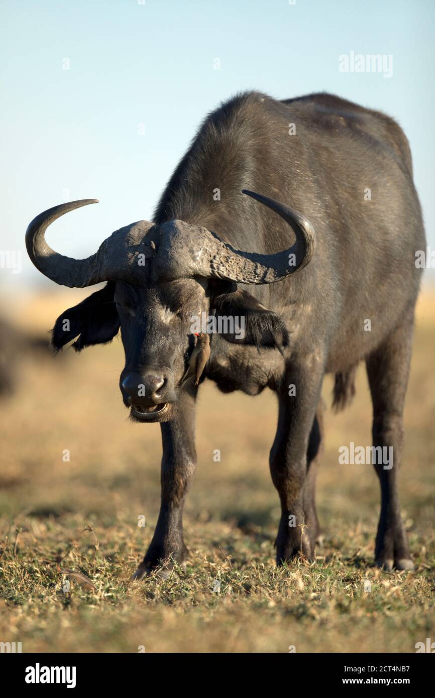 A Cape Buffalo in Chobe National Park, Kasane, Botswana. Stock Photo