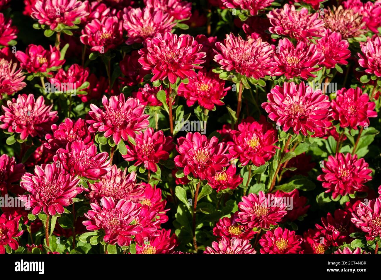 China Aster Callistephus chinensis Red Ribbon September flowers Late summer Stock Photo