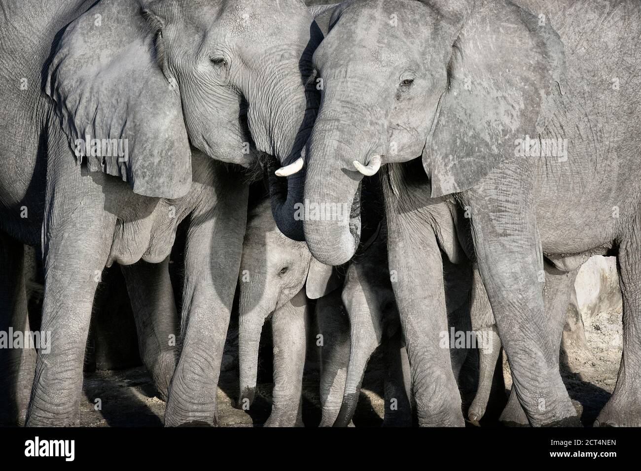 A monotone image of an Elephant herd before drinking in the Chobe National Park, Kasane, Botswana. Stock Photo