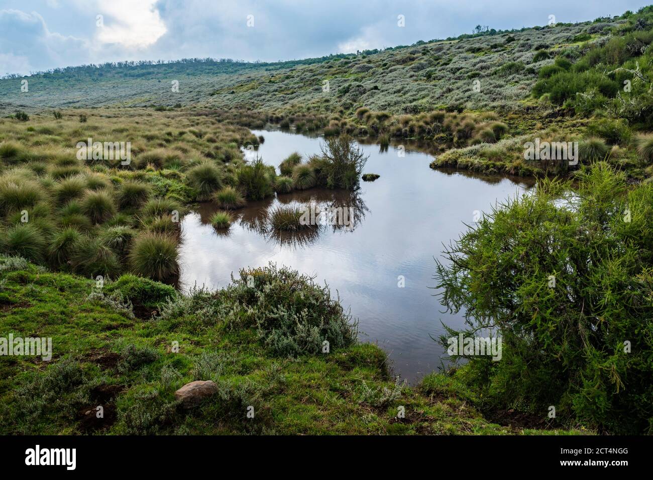 Moorland in Aberdare National Park, Kenya Stock Photo
