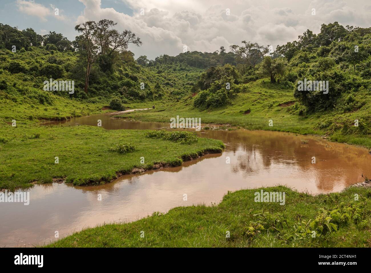 Rainforest landscape in Aberdare National Park, Kenya Stock Photo