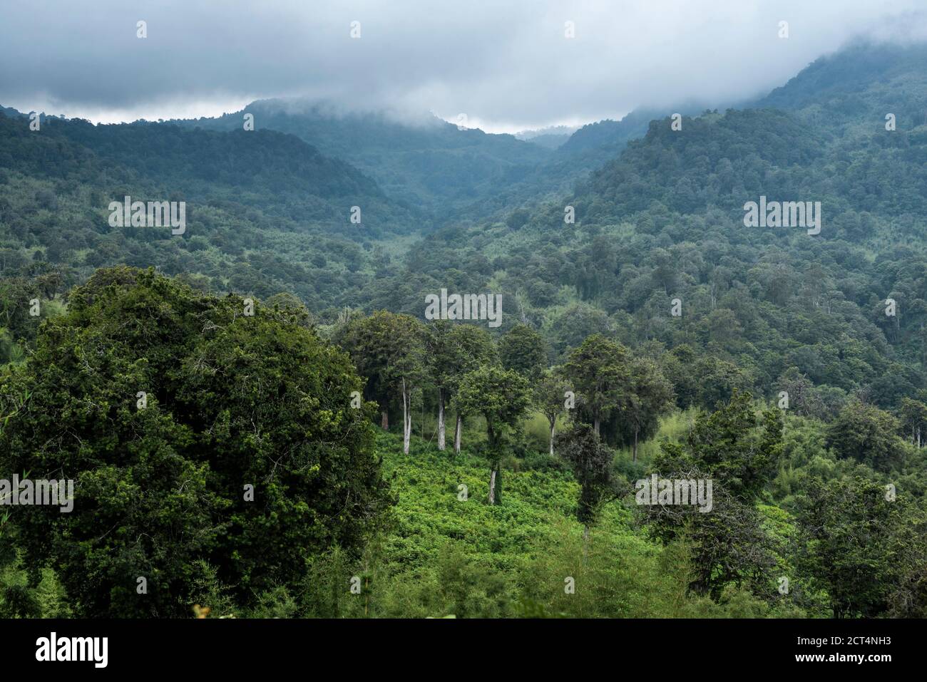 Rainforest landscape in Aberdare National Park, Kenya Stock Photo