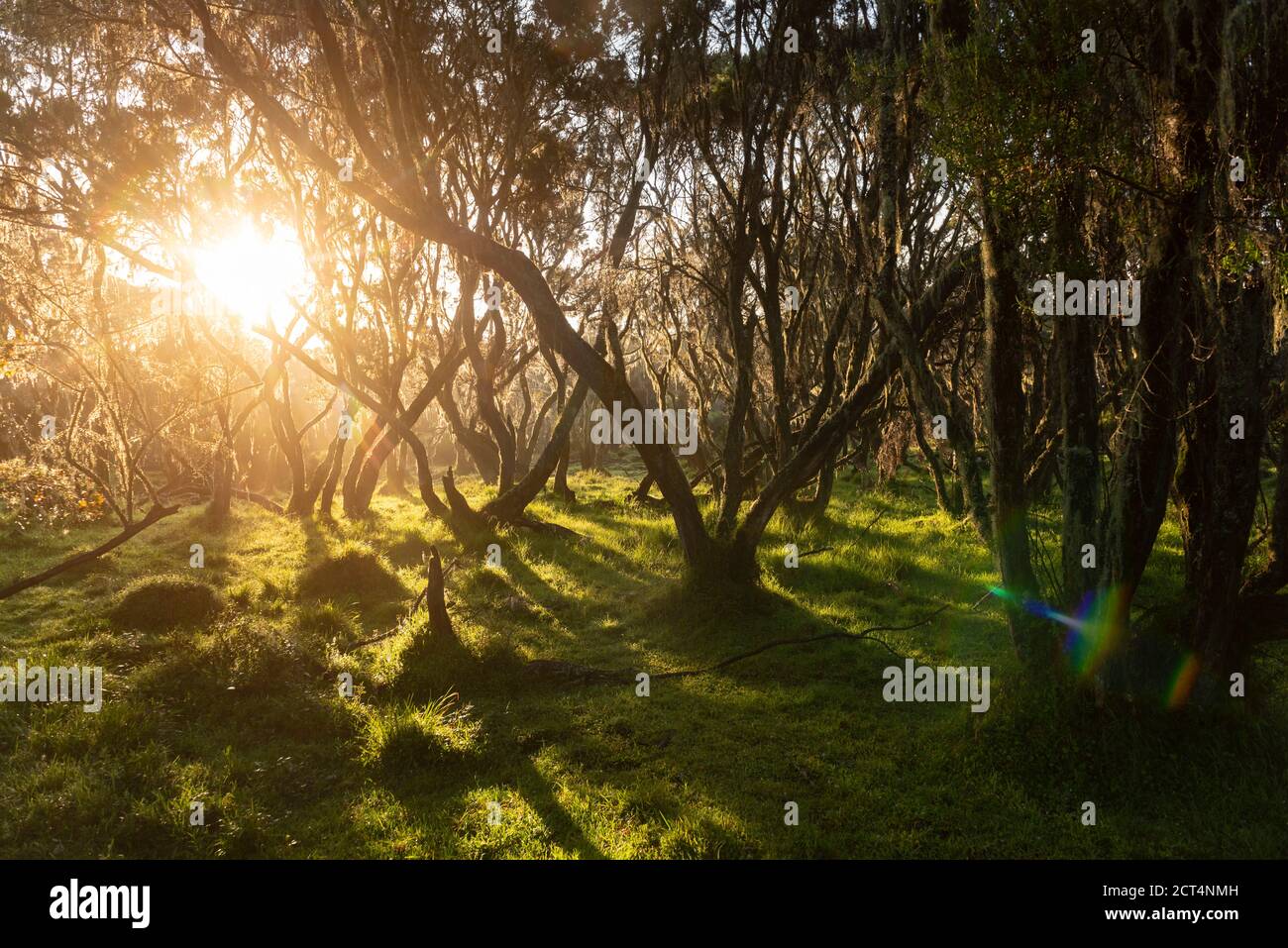 Giant Heather Forest in Aberdare National Park, Kenya Stock Photo