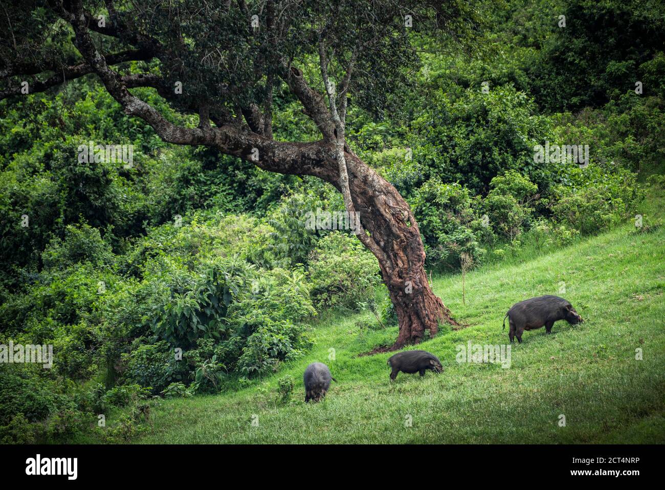 Giant Forest Hog (Hylochoerus meinertzhageni) in Aberdare National Park, Kenya Stock Photo