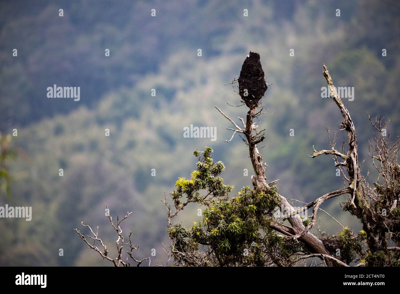 Nest in Aberdare National Park, Kenya Stock Photo