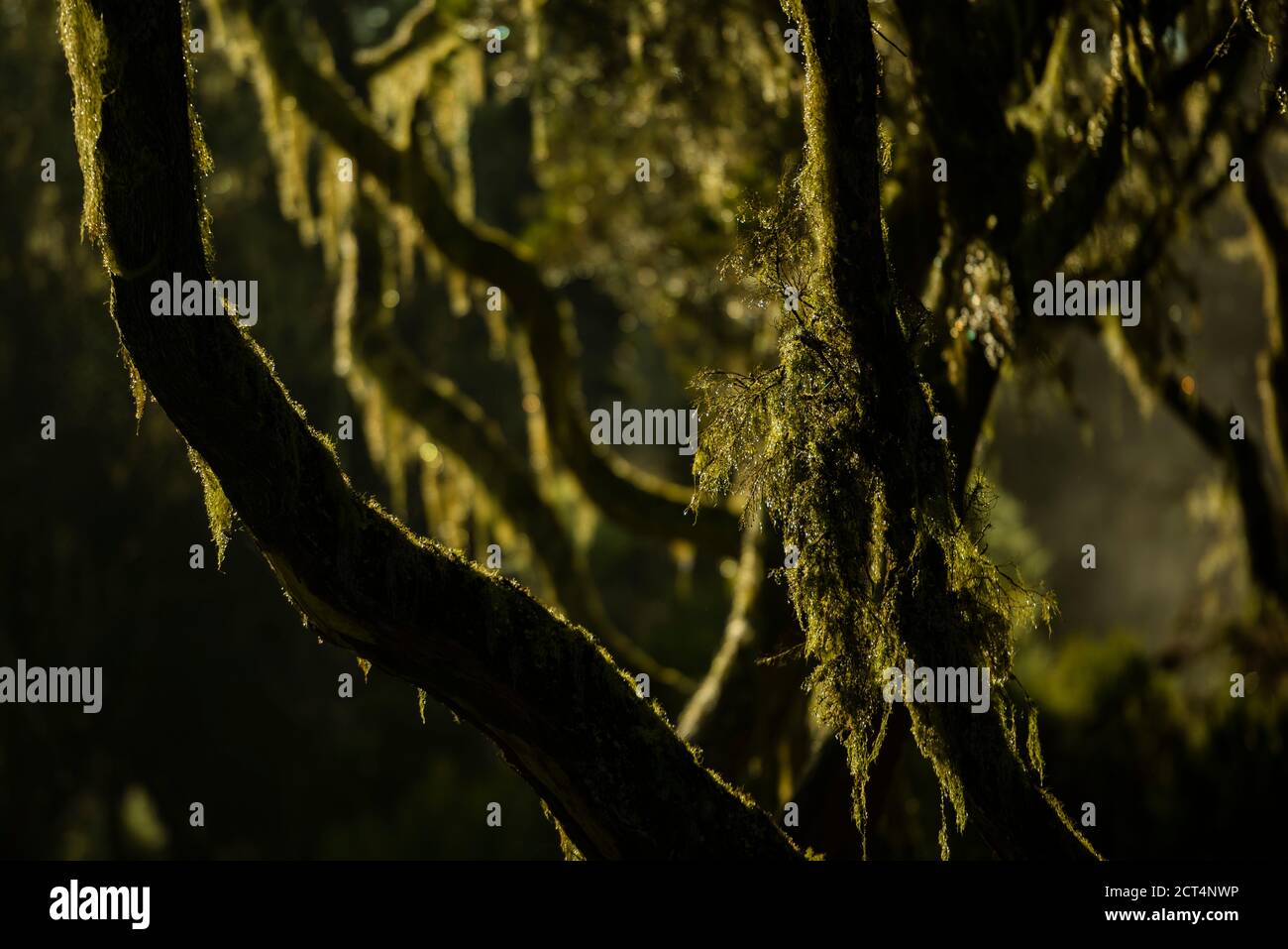 Giant Heather Forest in Aberdare National Park, Kenya Stock Photo