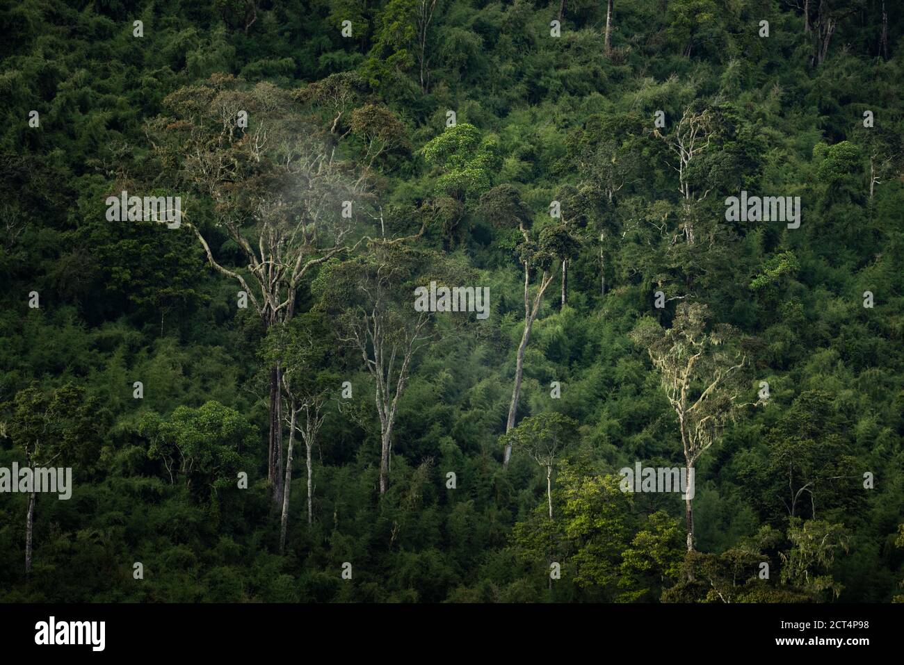 Rainforest landscape in Aberdare National Park, Kenya Stock Photo
