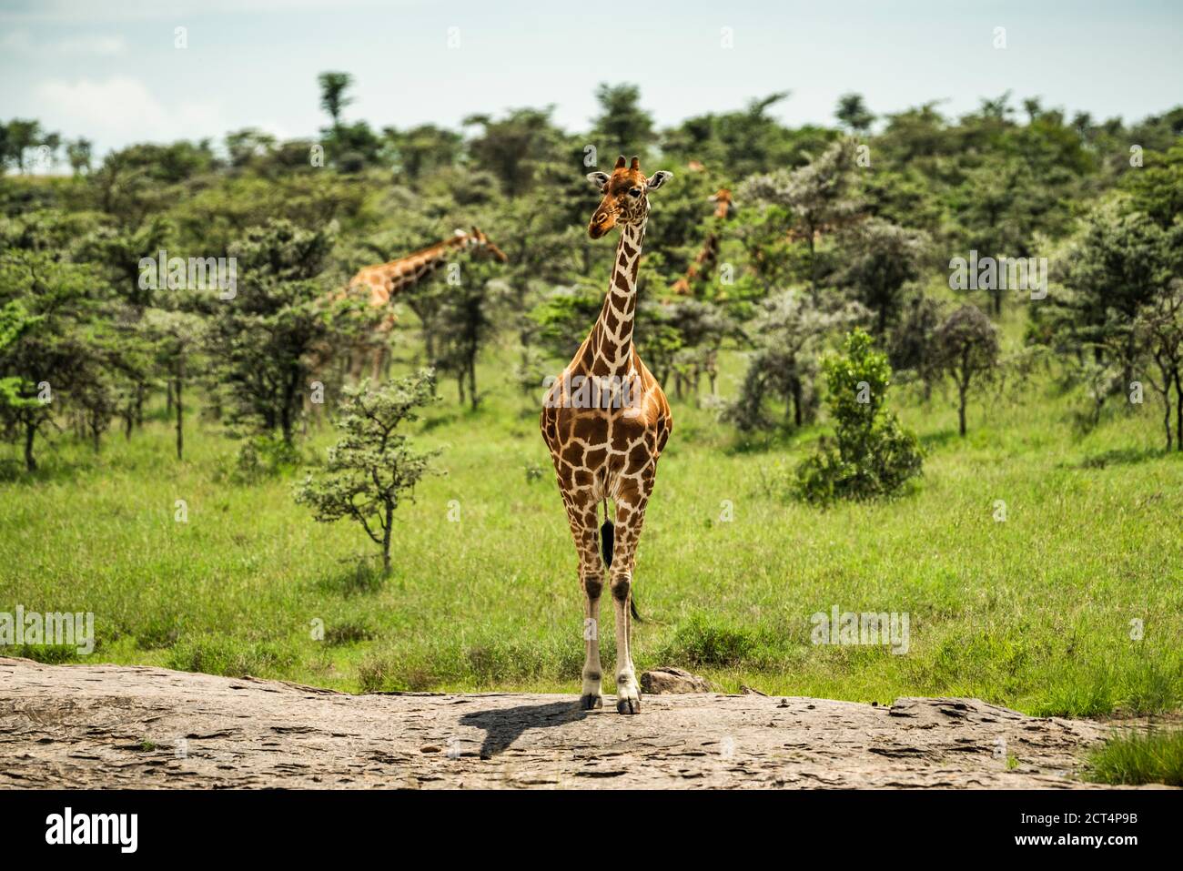 Reticulated Giraffe (Giraffa reticulata) on african wildlife safari holiday vacation in Kenya, Africa Stock Photo