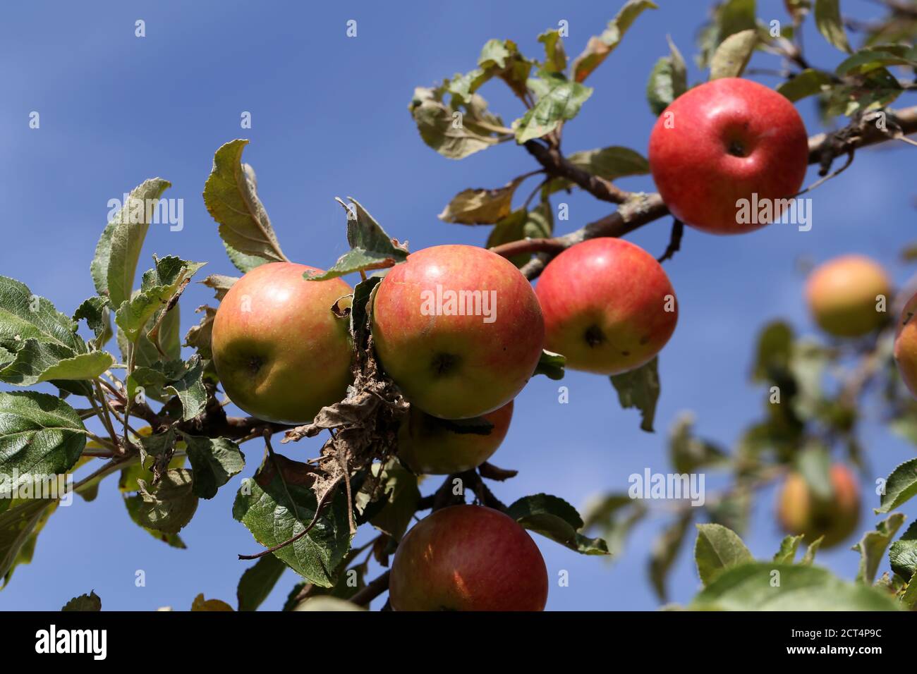 red apples ripen on tree branches in the garden Stock Photo - Alamy