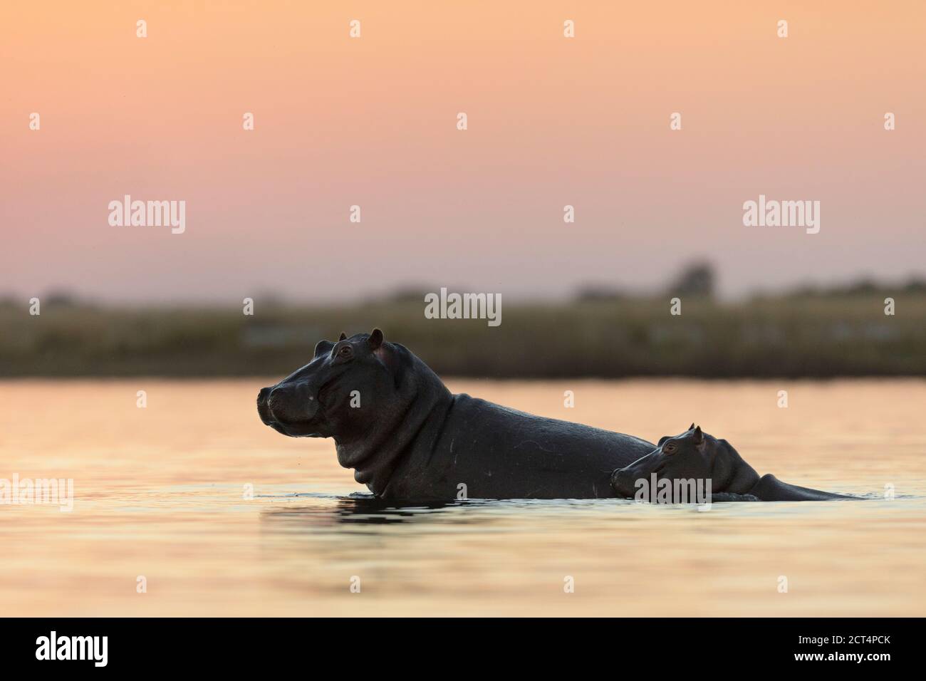 Hippo in the Chobe River at sunset. Stock Photo