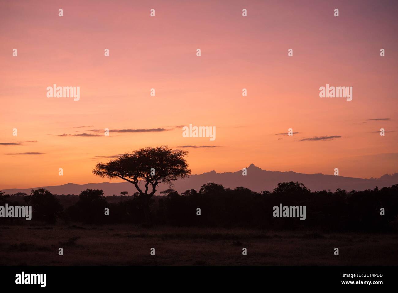 Acacia Trees and Mount Kenya at sunrise at El Karama Ranch, Laikipia County, Kenya Stock Photo
