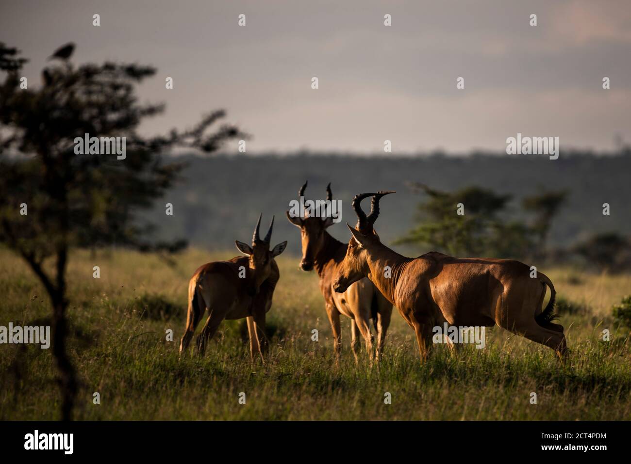 Hartebeest (Alcelaphus buselaphus aka Kongoni) at El Karama Ranch, Laikipia County, Kenya Stock Photo