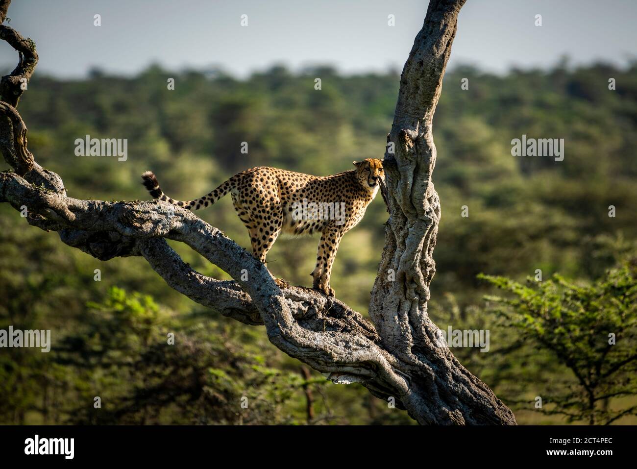Cheetah (Acinonyx jubatus) at El Karama Ranch, Laikipia County, Kenya Stock Photo