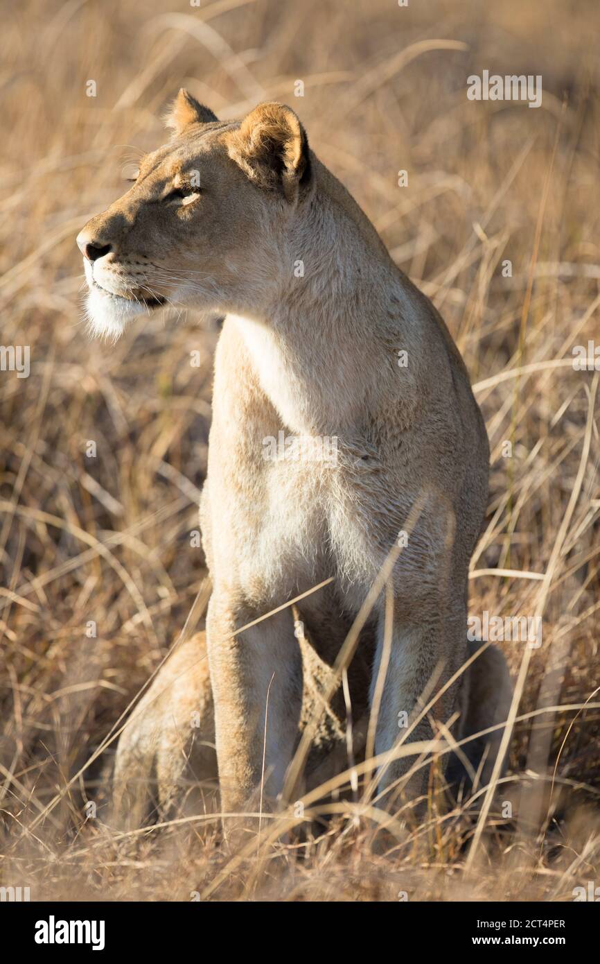 A lioness stalks prey in long grass in Chobe National Park, Botswana. Stock Photo
