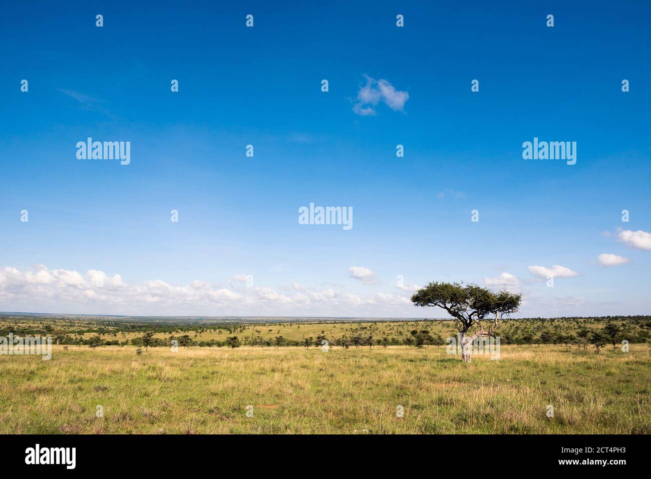 Acacia Trees at El Karama Ranch, Laikipia County, Kenya Stock Photo