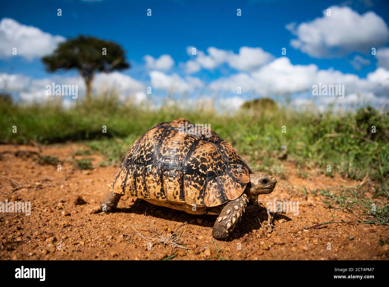 Tortoise (Stigmochelys) on african wildlife safari holiday vacation in Kenya, Africa Stock Photo