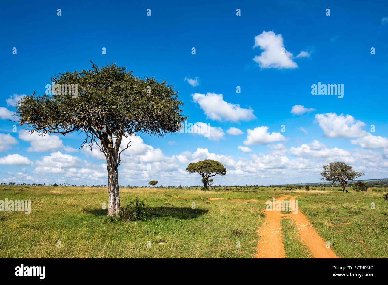 Acacia Trees at El Karama Ranch, Laikipia County, Kenya Stock Photo