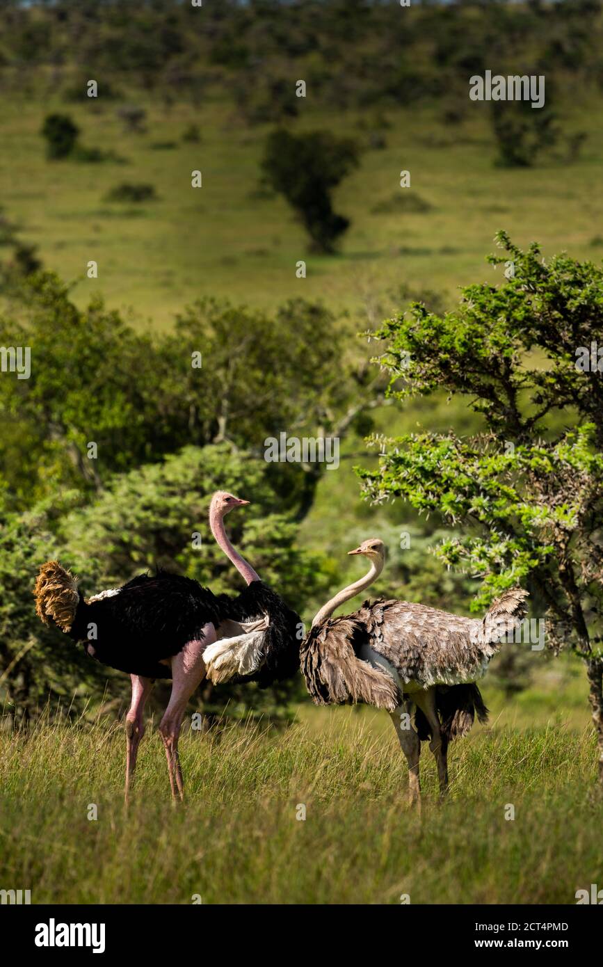 Ostrich (Struthio camelus) at El Karama Ranch, Laikipia County, Kenya Stock Photo