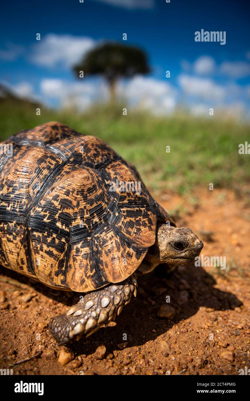 Tortoise (Stigmochelys) at El Karama Ranch, Laikipia County, Kenya Stock Photo