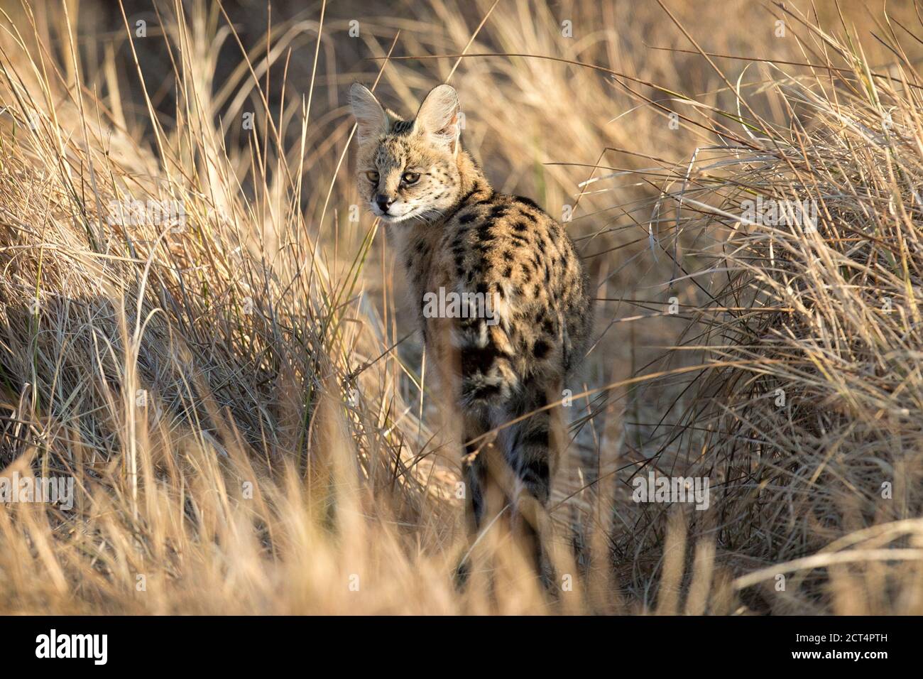 A rare sighting of a Serval in long grass in the Okavango Delta. Stock Photo