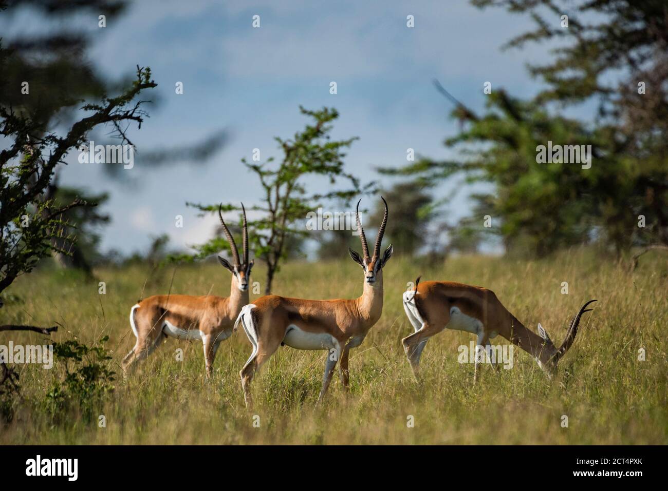 Grant's Gazelle (Gazella granti) at El Karama Ranch, Laikipia County, Kenya Stock Photo