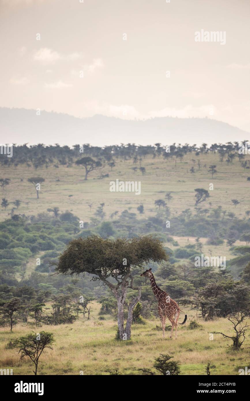 Reticulated Giraffe (Giraffa reticulata) at El Karama Ranch, Laikipia County, Kenya Stock Photo