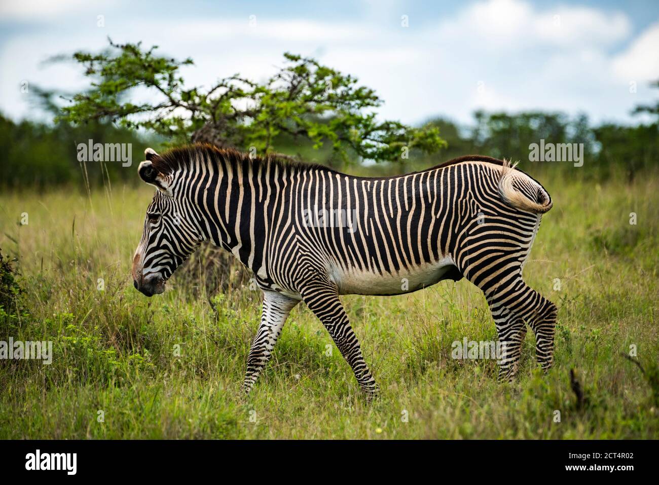 Grevy's Zebra (Equus grevyi) at El Karama Ranch, Laikipia County, Kenya Stock Photo