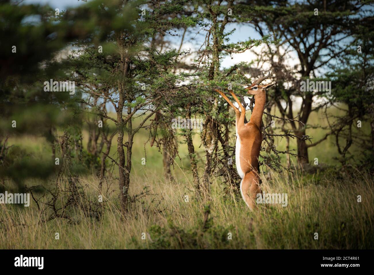 Gerenuk (Litocranius walleri) at El Karama Ranch, Laikipia County, Kenya Stock Photo