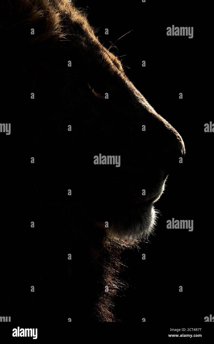 A close up of a dominant male lion in Khwai, Botswana. Stock Photo