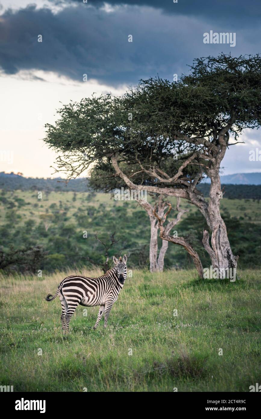 Zebra (Equus quagga) at El Karama Ranch, Laikipia County, Kenya Stock Photo